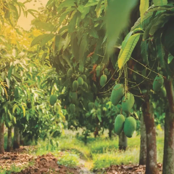 Mango-Farm.1-768x576-1