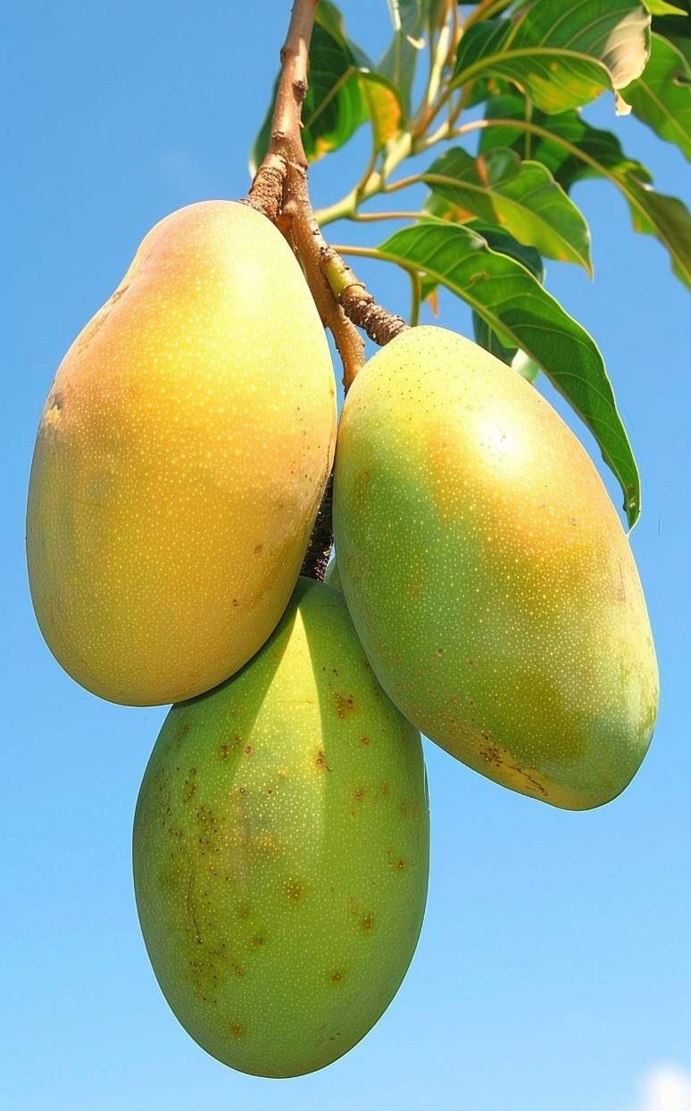 mango-still-life (1)